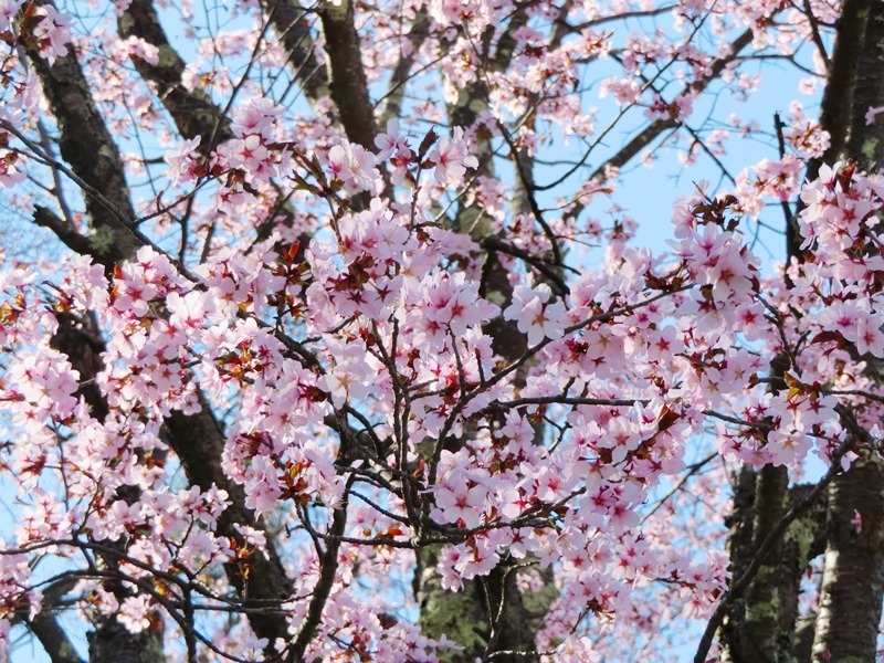 5月2日 上ところの桜 開花宣言 オホーツクの春の花情報 おっ と ほっ と 来てみてもっと オホーツク田舎ブログ