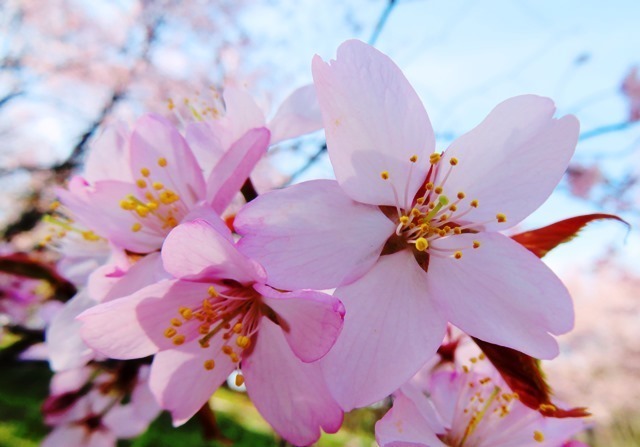 花新聞ほっかいどう｜定期購読 - 雑誌のFujisan